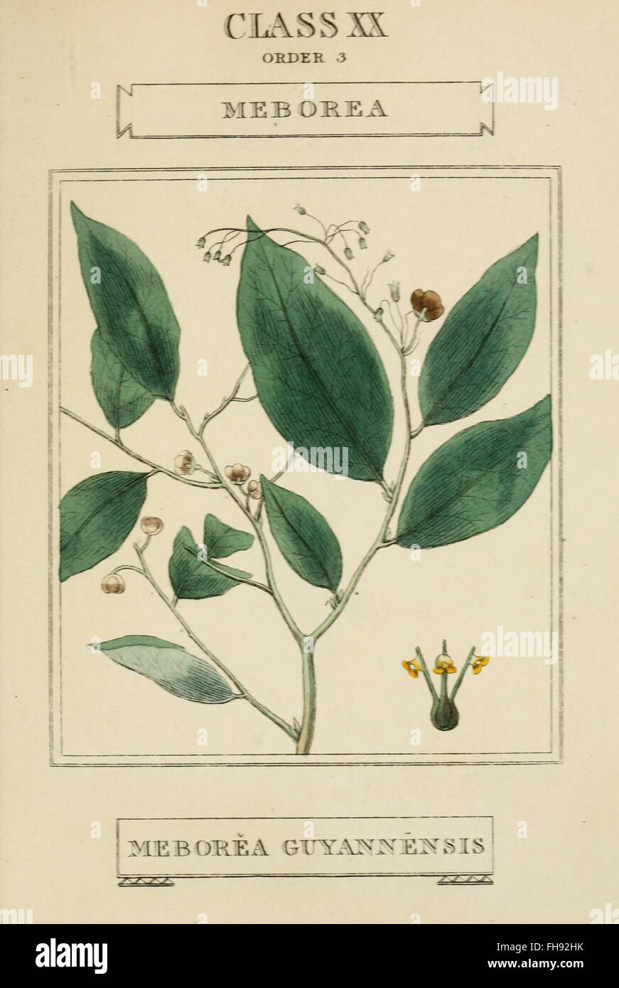 Science Botay Elements of the science of botany Stock Photo - Alamy