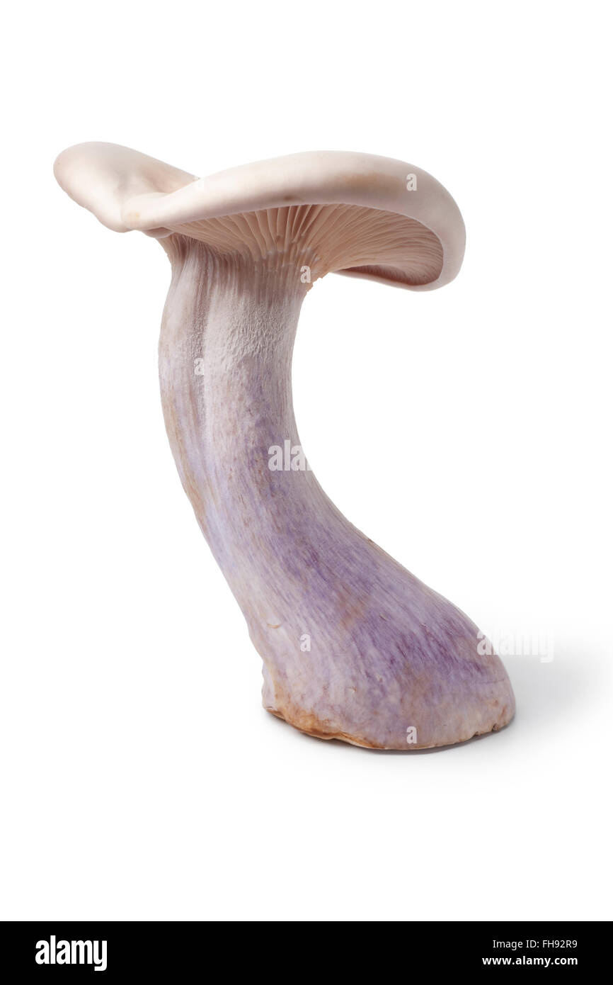 Whole single fresh raw Pied bleu edible mushroom on white background Stock Photo