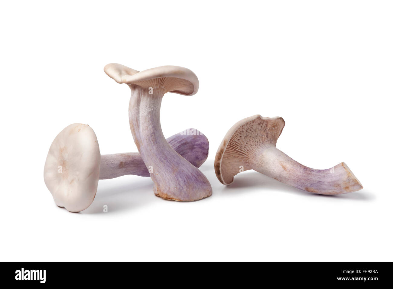 Fresh raw Pied bleu edible mushrooms on white background Stock Photo
