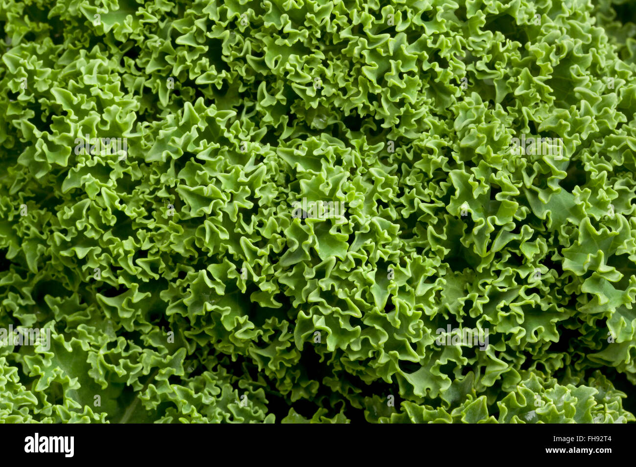 Fresh raw Curly kale full frame Stock Photo