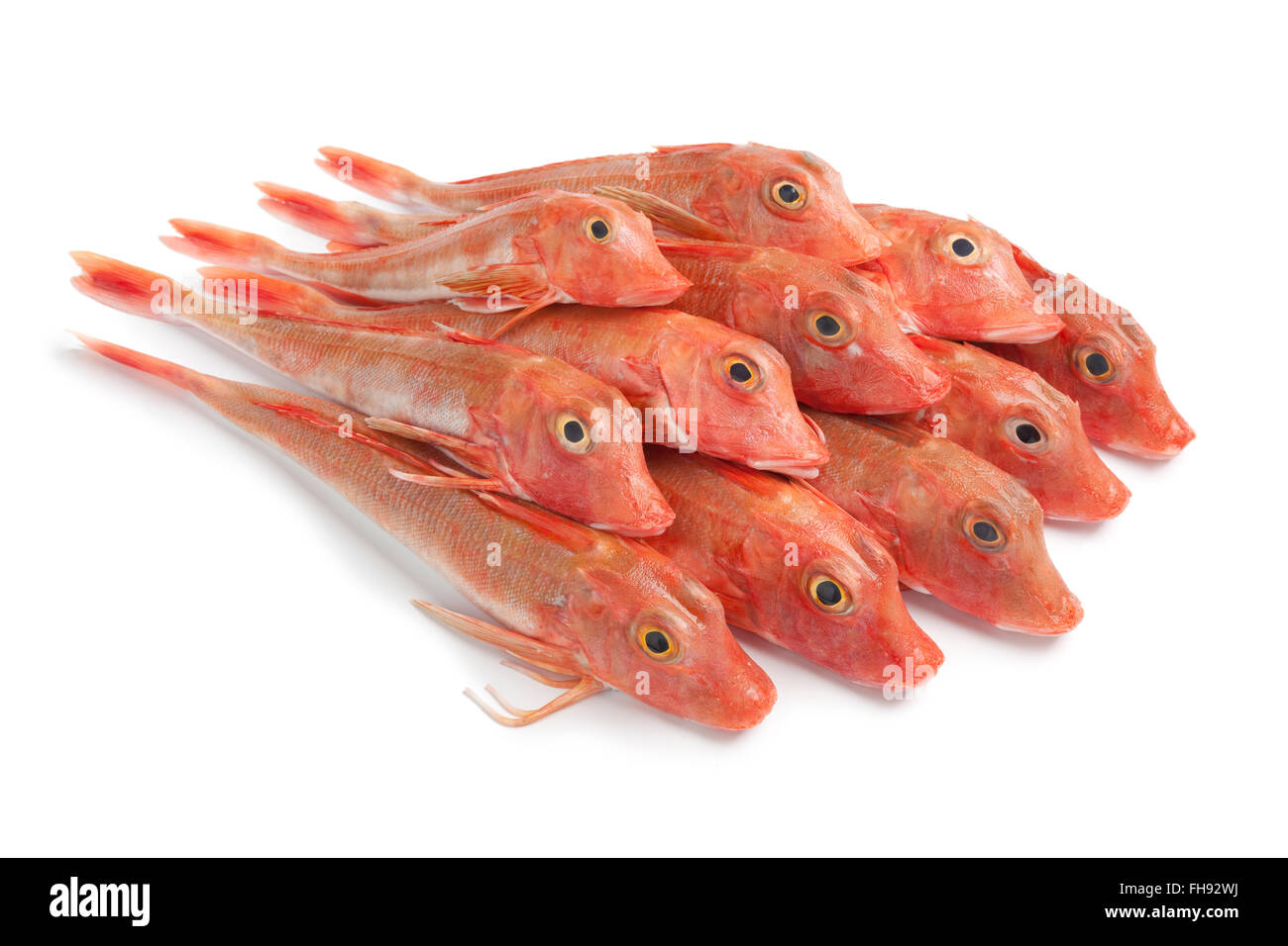 Pile of fresh raw Red Tub gurnard fishes on white background Stock Photo