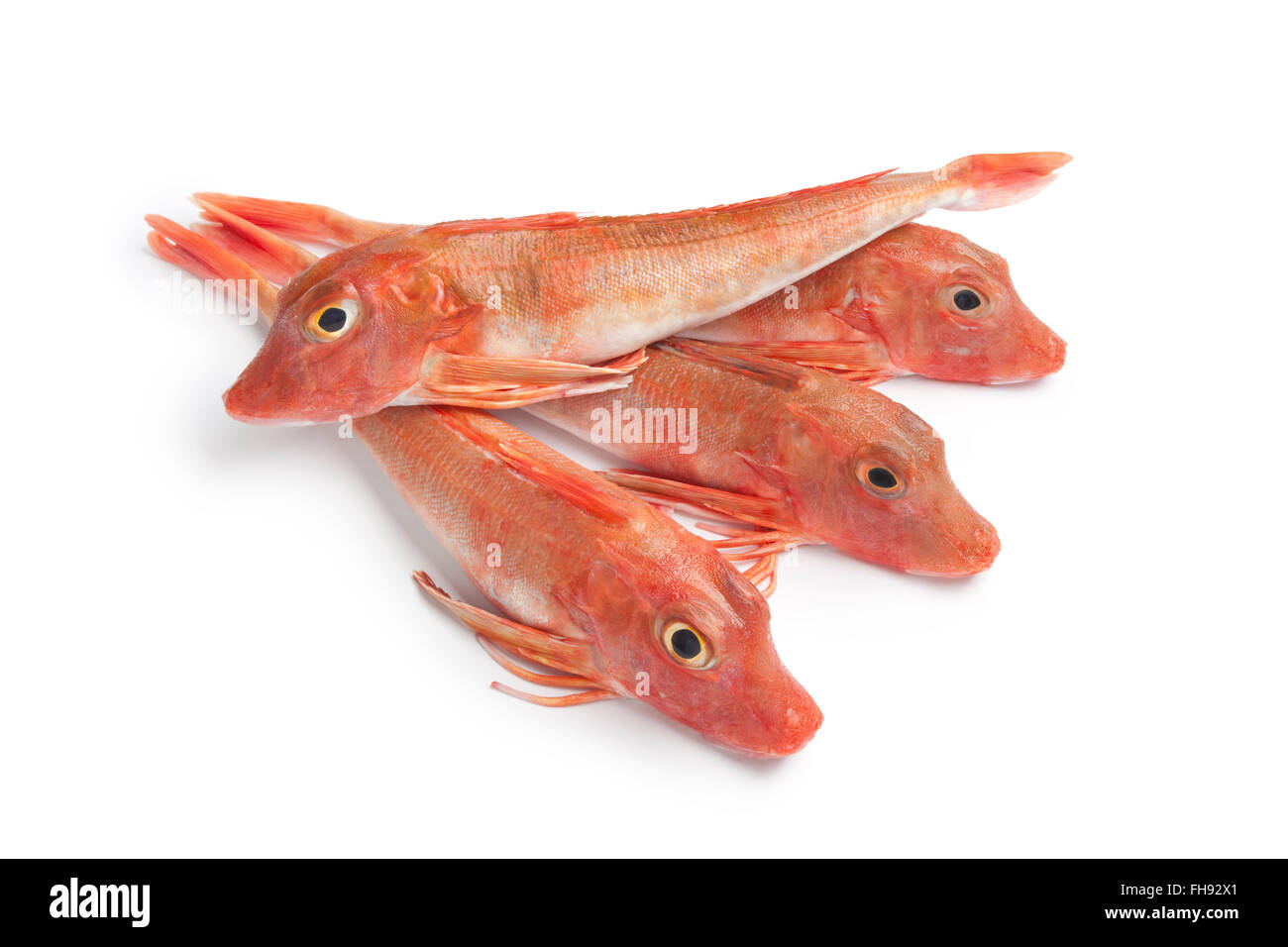 Fresh raw Red Tub gurnard fishes on white background Stock Photo