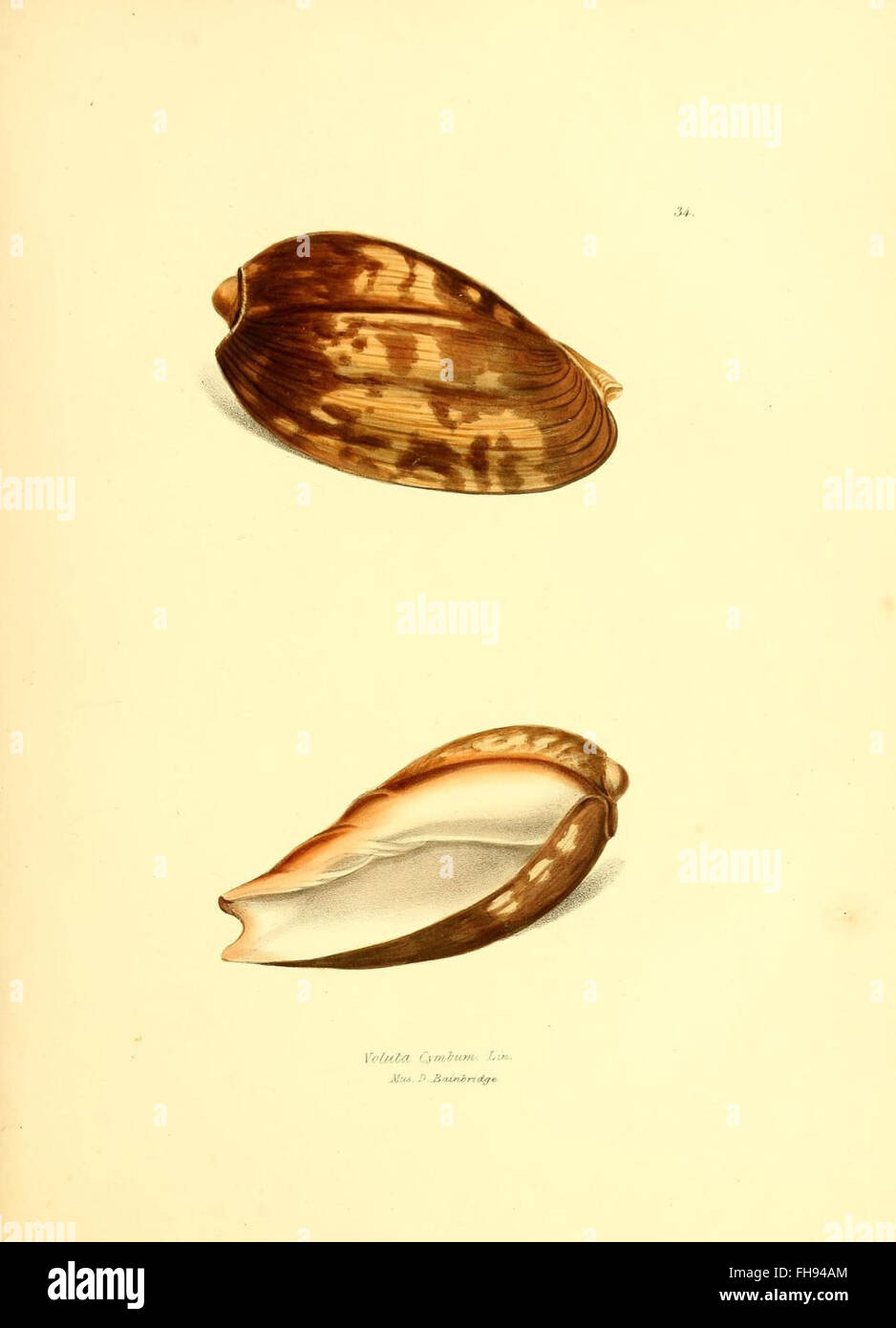 Exotic Conchology is a detailed study of mollusks, particularly exotic ...