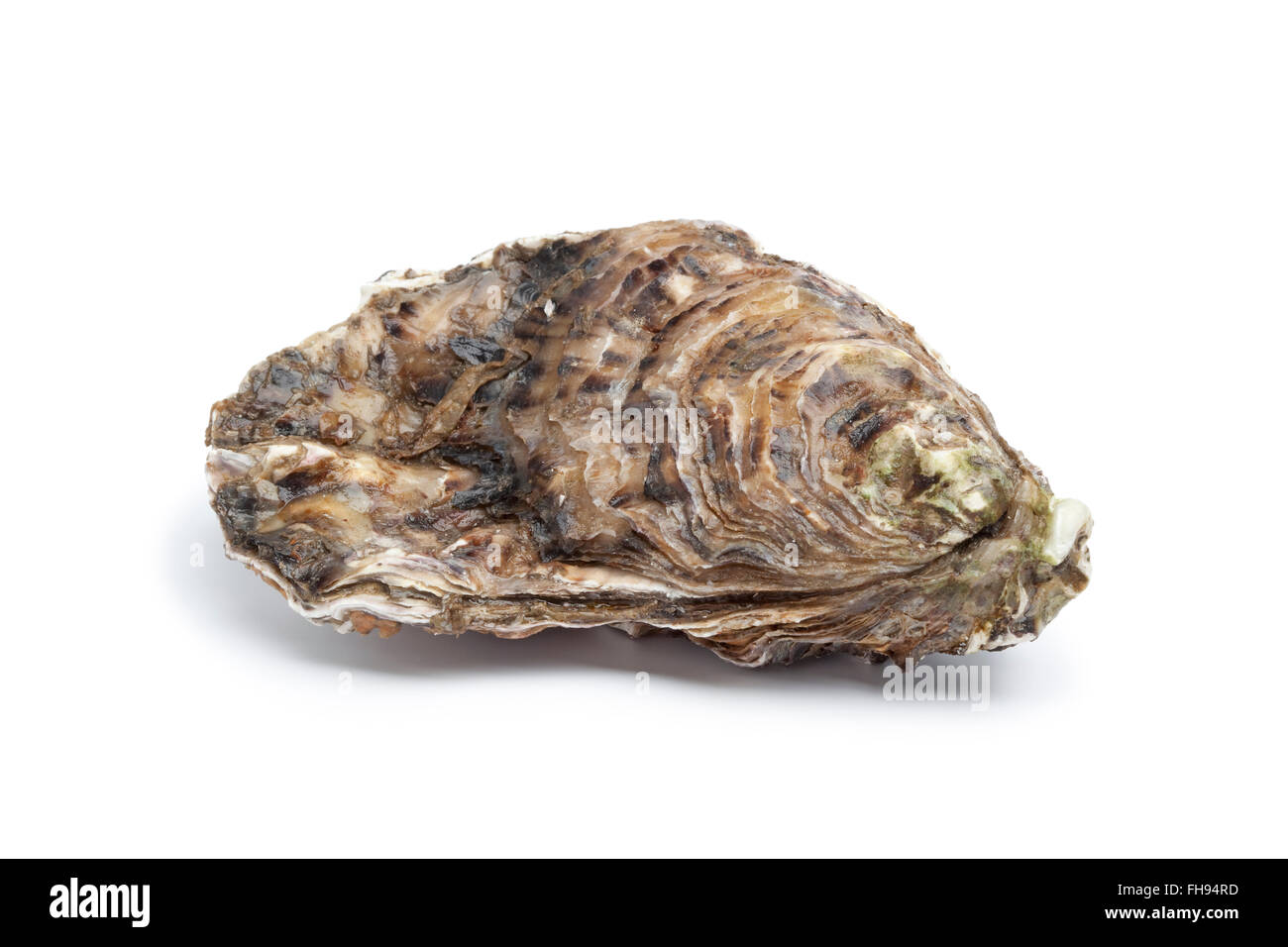 Whole single fresh raw oyster on white background Stock Photo