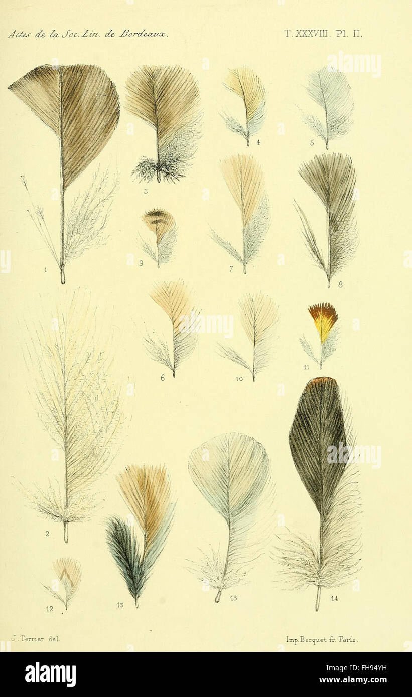 Fauna de senegambia hi-res stock photography and images - Alamy