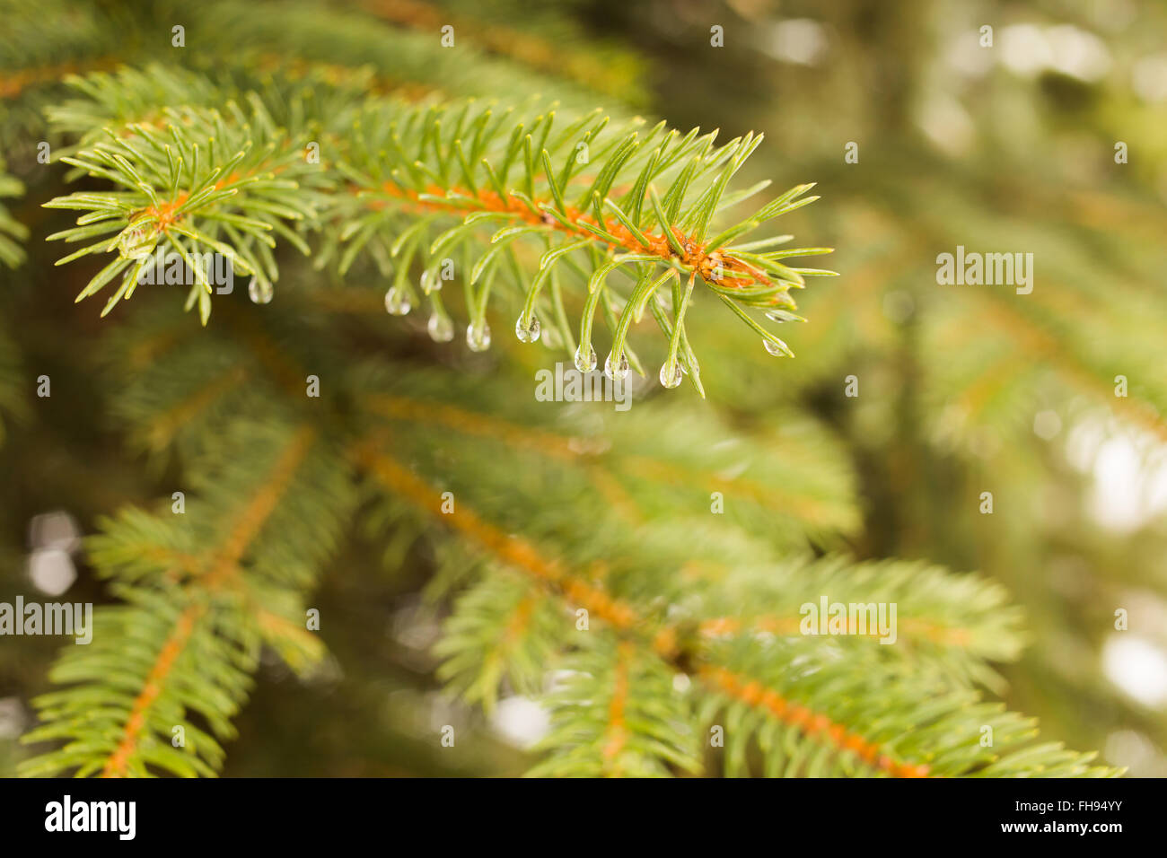Firtree branch with water droplets Stock Photo Alamy
