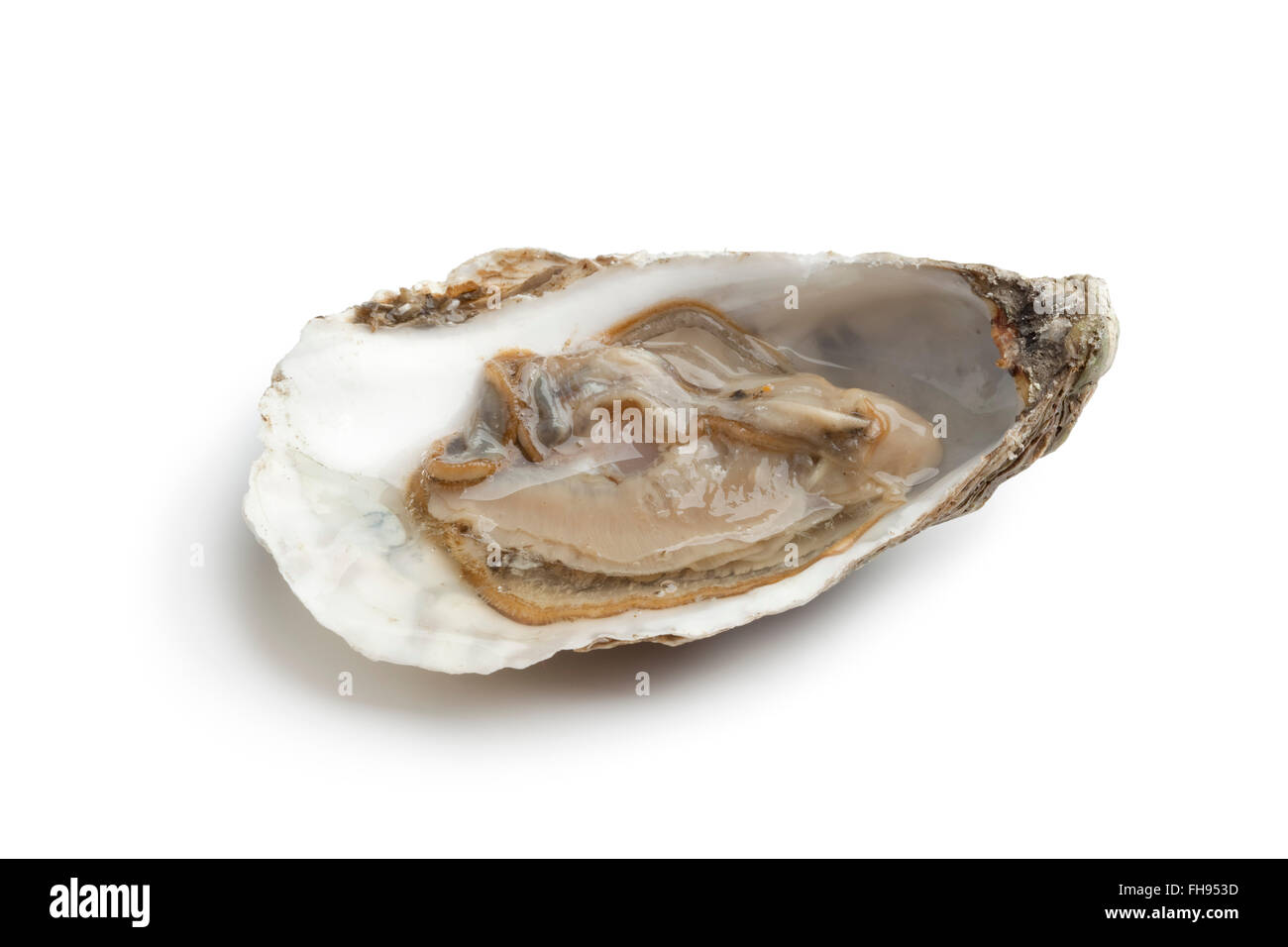 Single fresh raw oyster in an open shell on white background Stock Photo Alamy