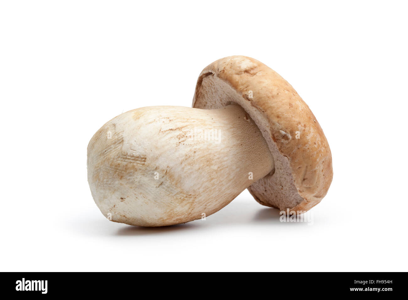 Whole single fresh raw porcini mushroom isolated on white background