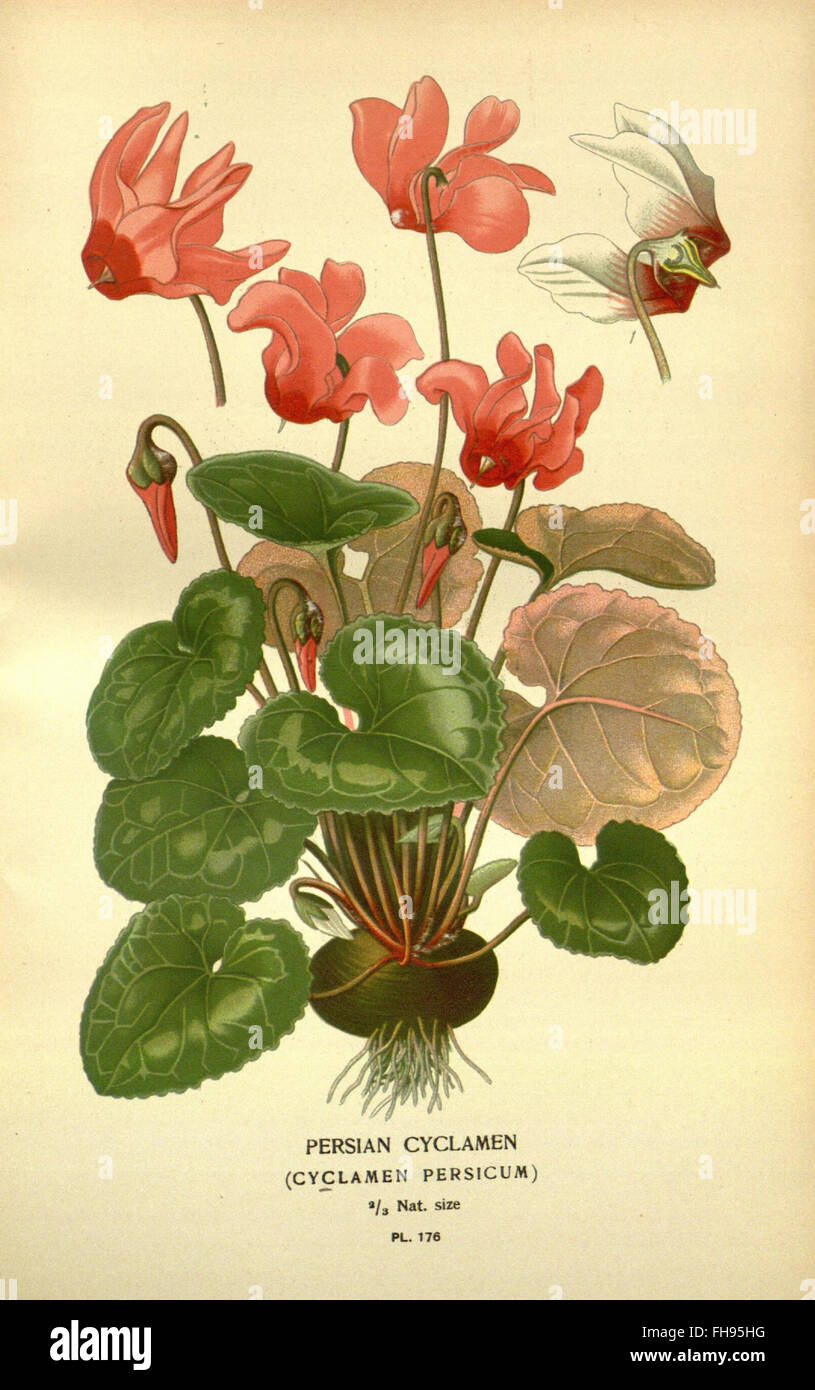 Popular Flowers For Gardens