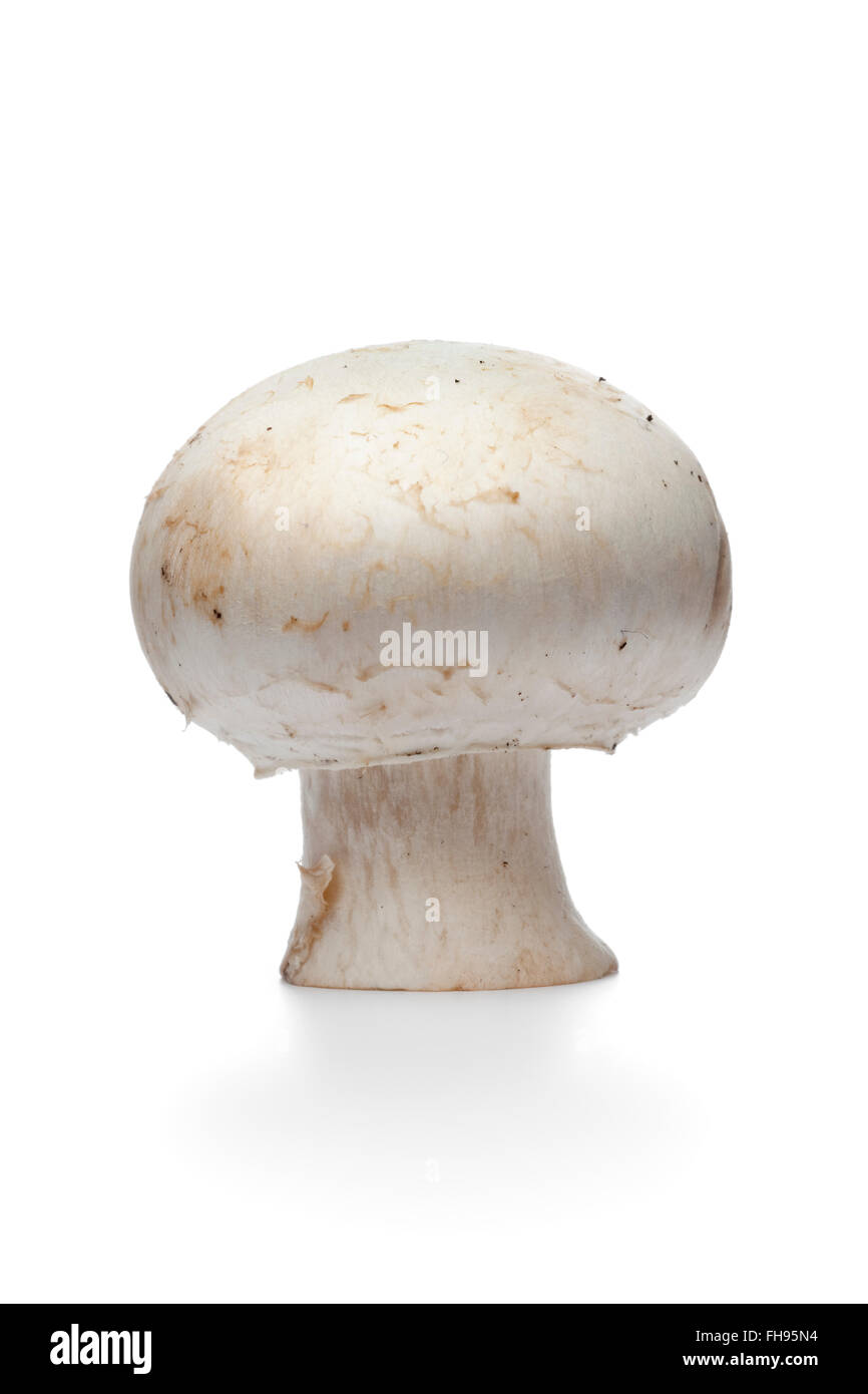 Whole single fresh raw button mushroom, champignon, isolated on white background Stock Photo