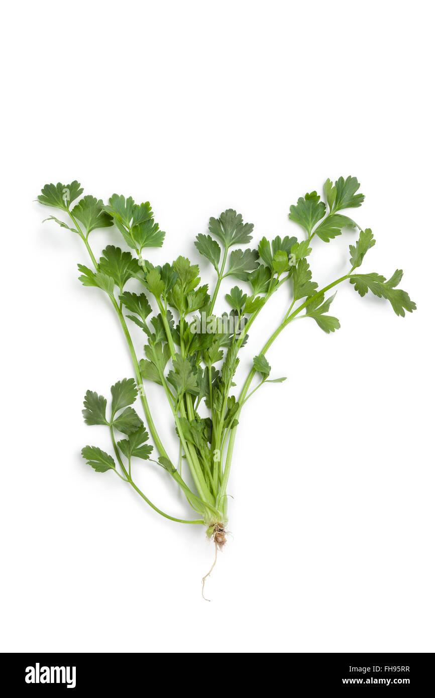 Celery leaf hires stock photography and images Alamy