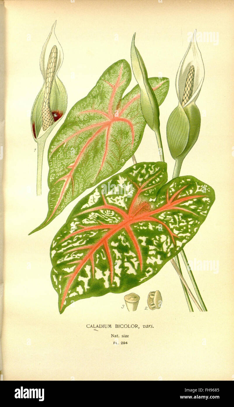 a-19th-century-guide-to-popular-flowers-for-gardens-and-greenhouses
