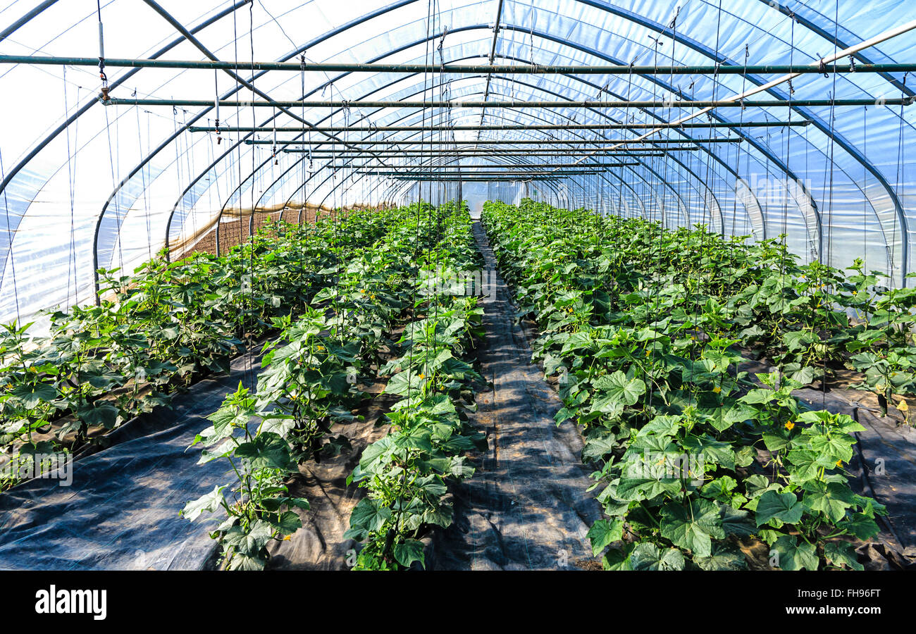 Zucchini plants growing in a greenhouse Stock Photo Alamy
