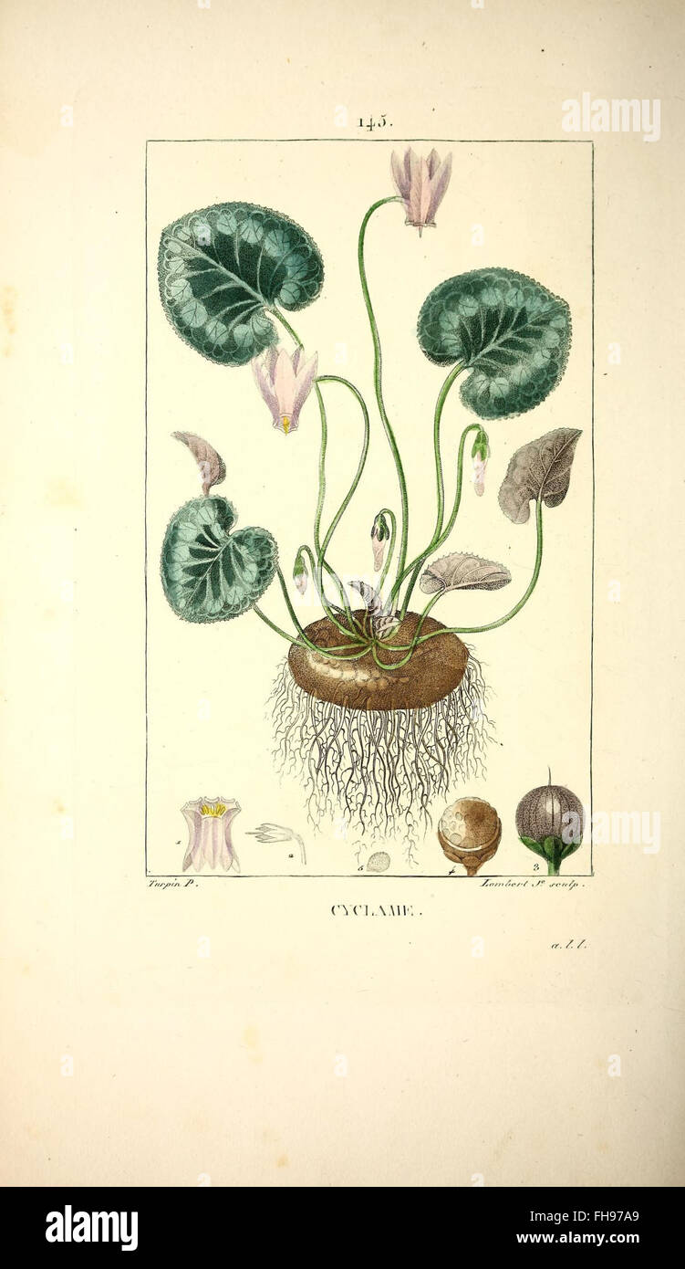 Botany medical herbals materia hi-res stock photography and images - Alamy