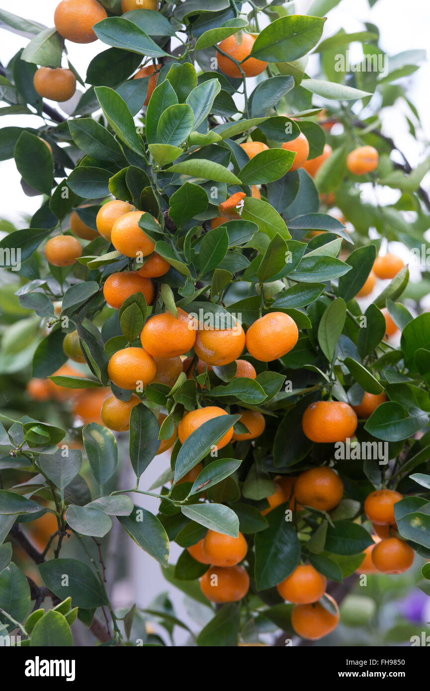 Citrus x microcarpa. Calamondin oranges on a tree at RHS Wisley Gardens, Surrey, England Stock Photo