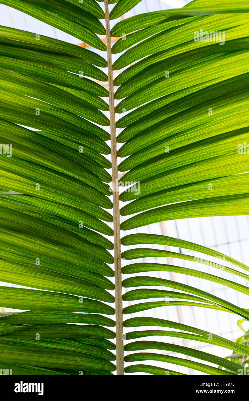 Ravenea moorei. Palm tree in Kew Palm house. Kew Gardens, London, UK Stock Photo