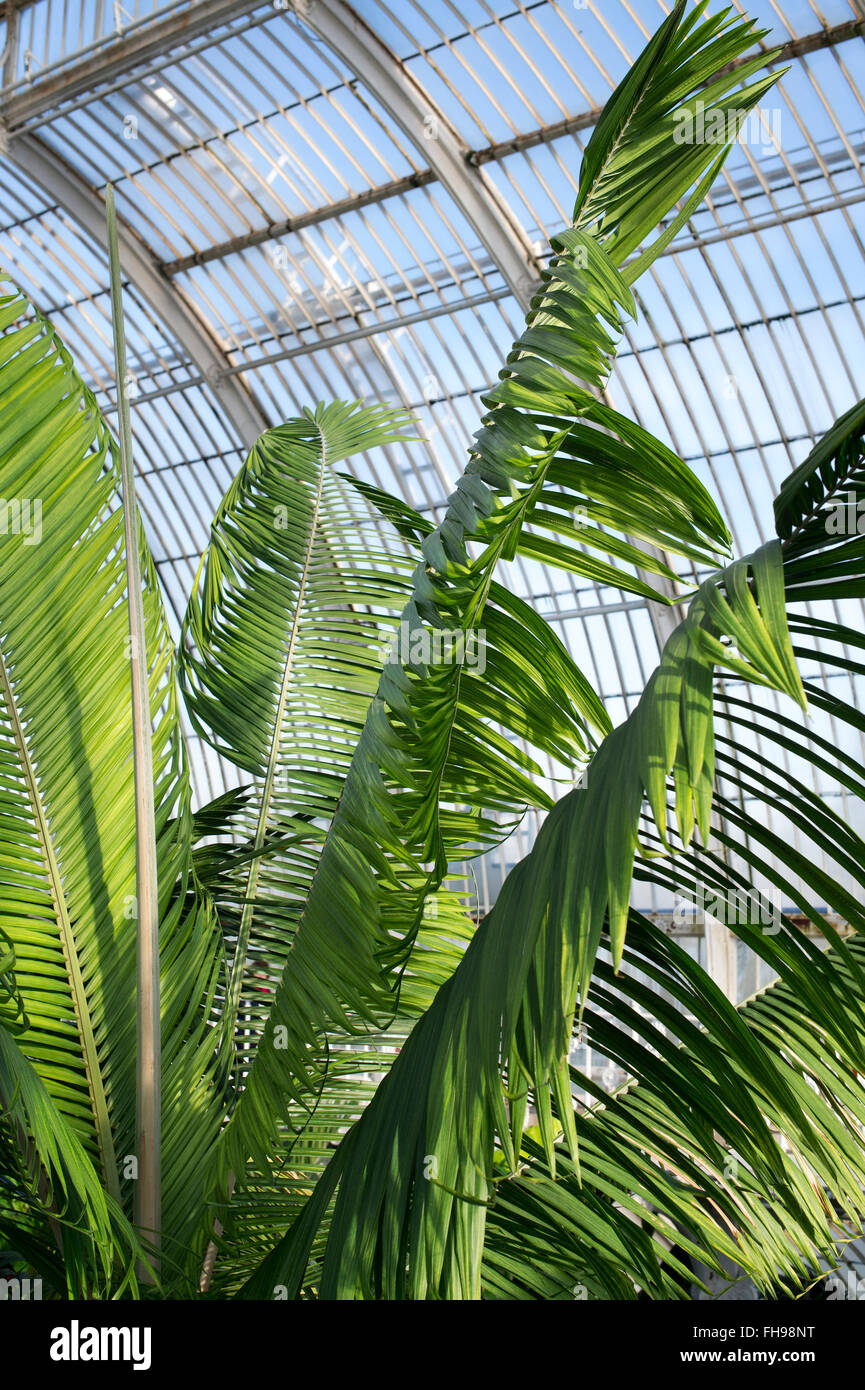 Ravenea moorei. Palm tree in Kew Palm house. Kew Gardens, London, UK Stock Photo