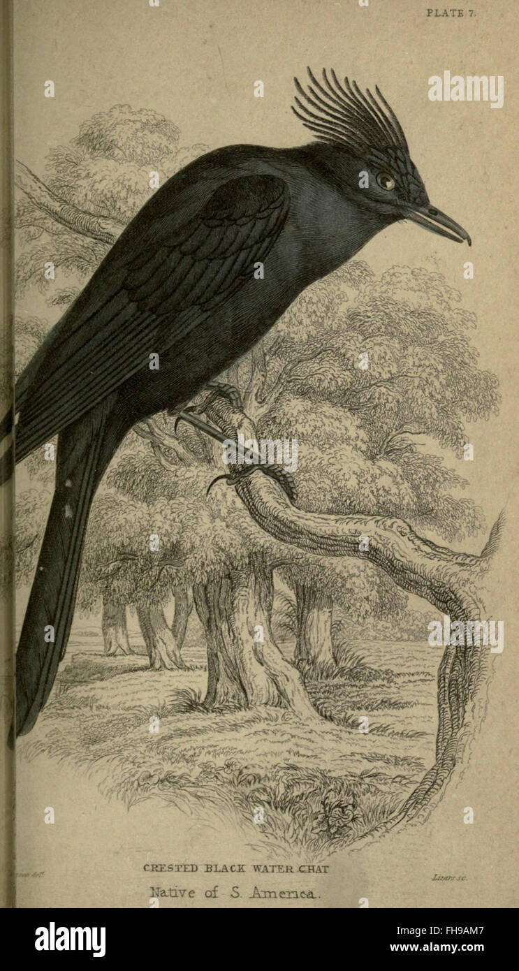 An in-depth study of flycatchers, focusing on the period between 1708 ...