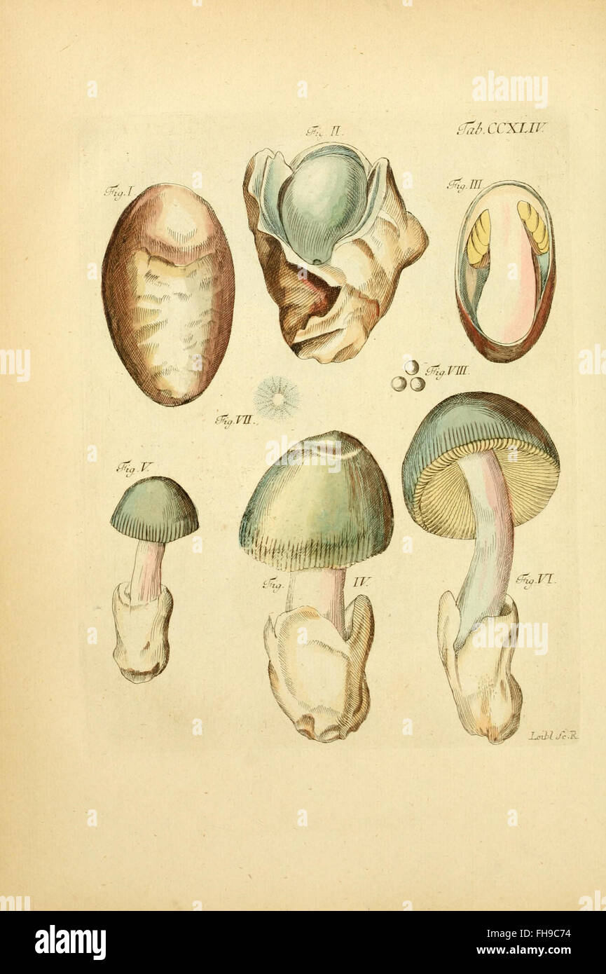 Fungorum qui in Bavaria et Palatinatu circa Ratisbonam nascuntur icones ...