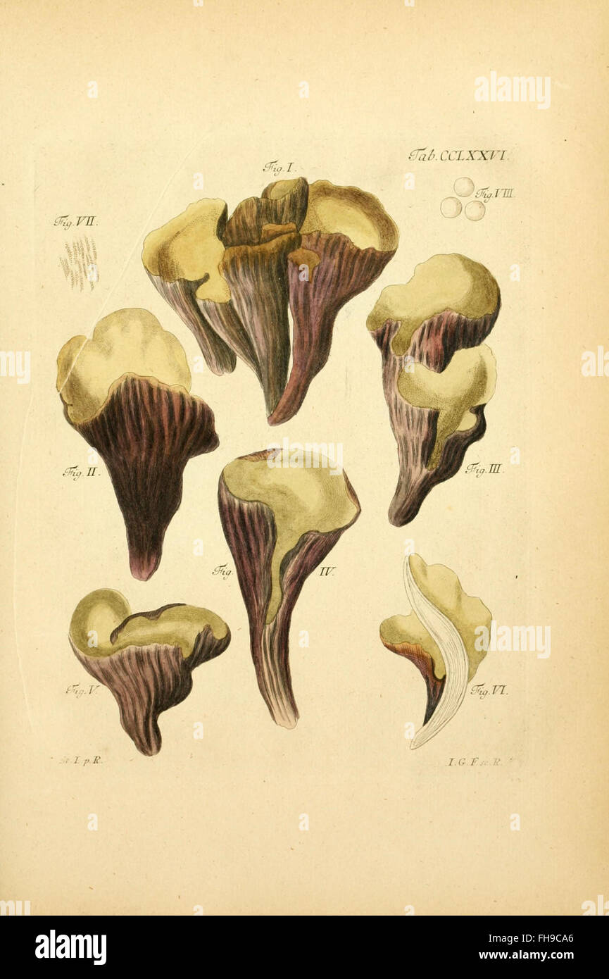 Coloribus hi-res stock photography and images - Alamy