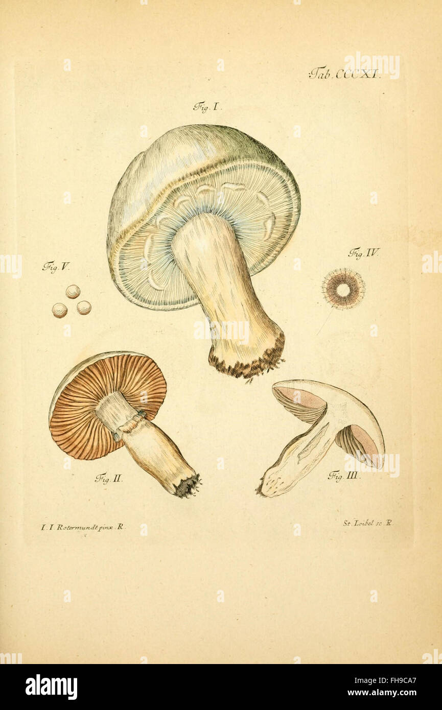 Fungorum qui in Bavaria et Palatinatu circa Ratisbonam nascuntur icones ...
