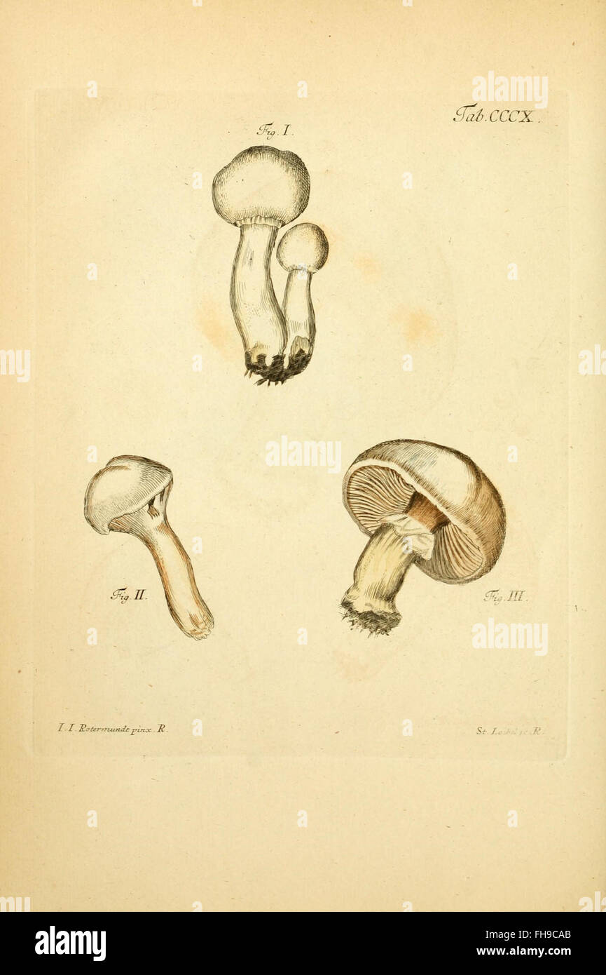 Coloribus hi-res stock photography and images - Alamy