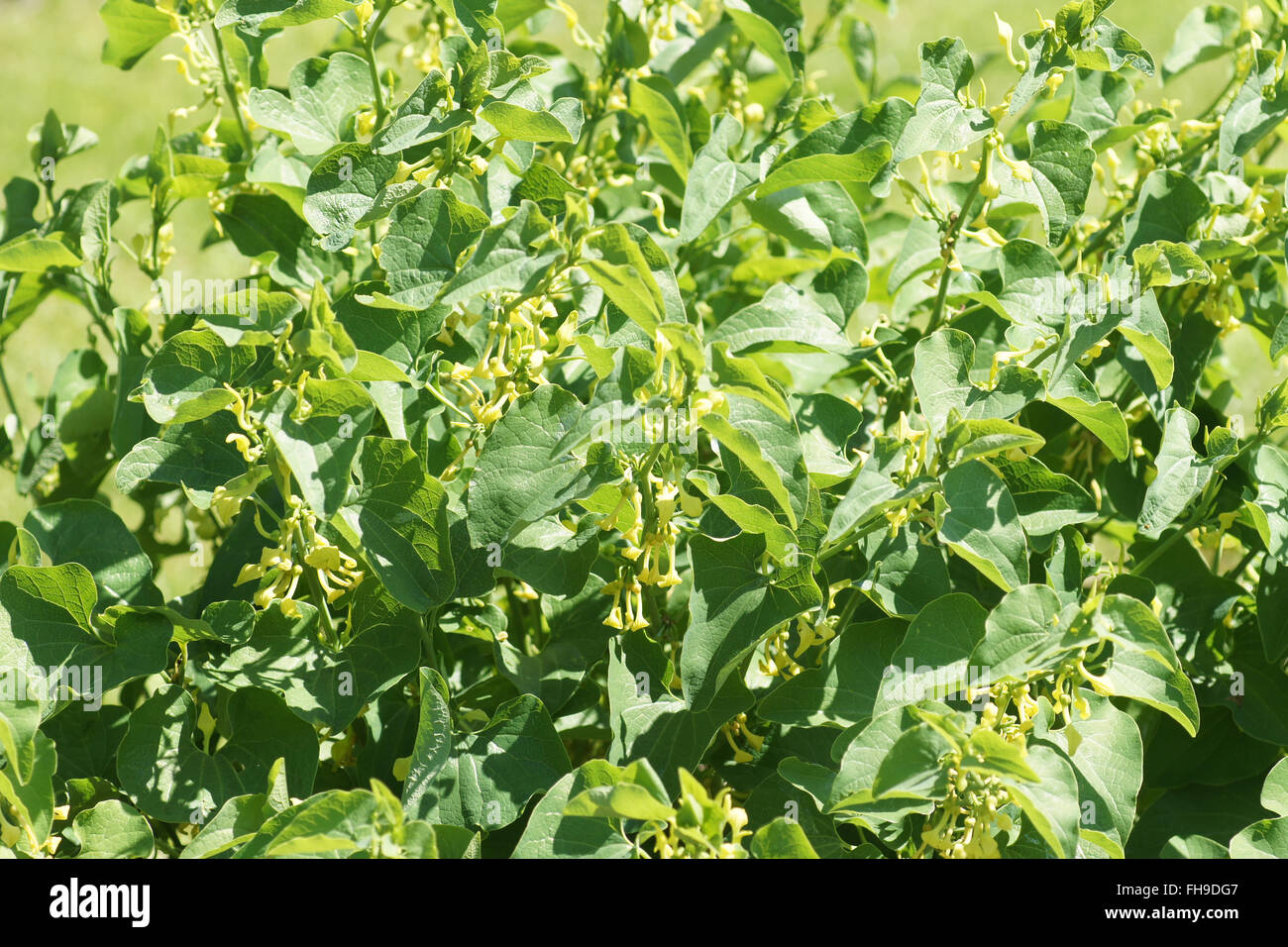 Birthwort Stock Photo