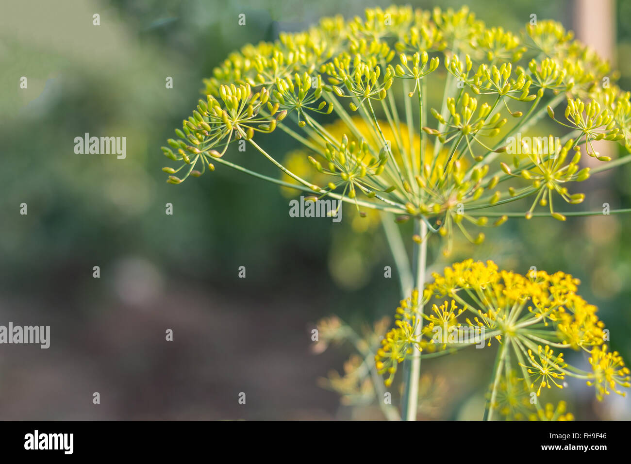 Dill Plant Stock Photo Alamy