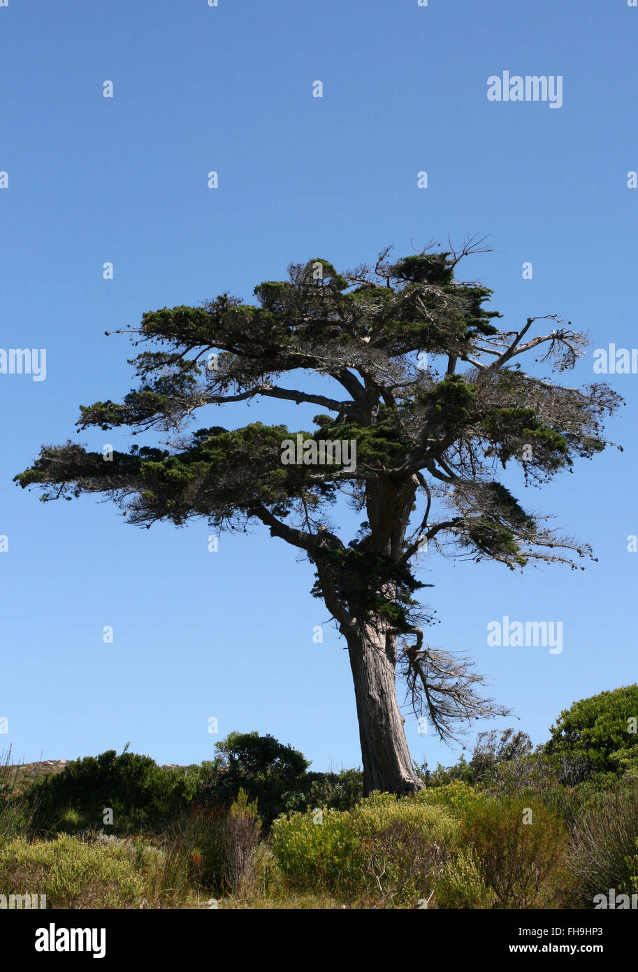 A tree grows in fynbos vegetation on South Africa's Western Cape Stock ...