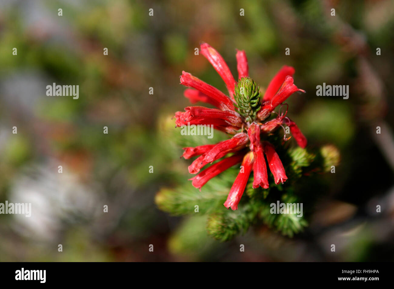 Fynbos vegetation includes Fire erica (erica cerinthoides), which grows as a heath-like bush. Stock Photo