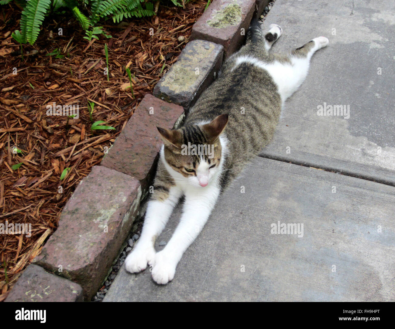 Polydactyl cats for sale sales