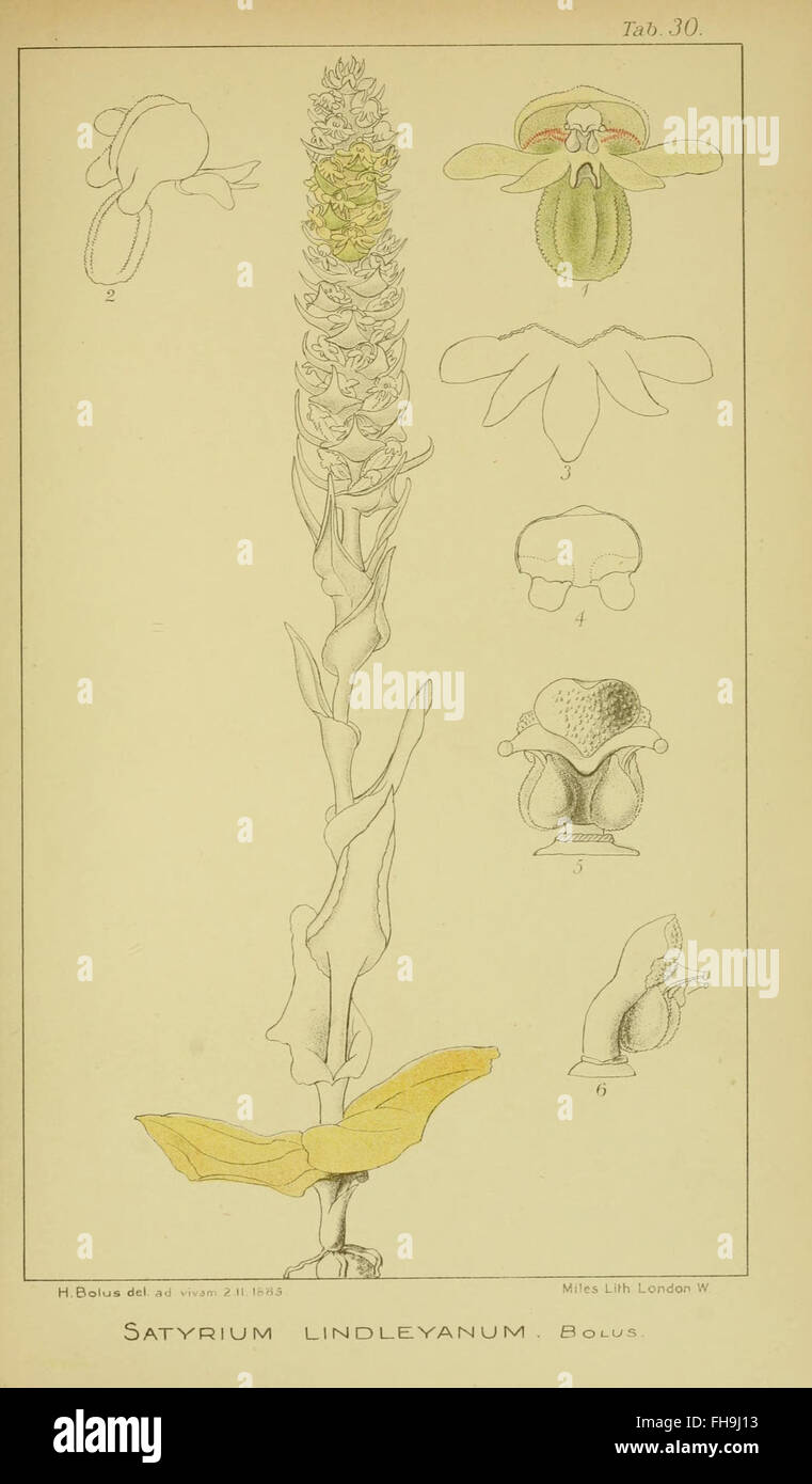 A detailed botanical work on South African orchids, Volume III ...