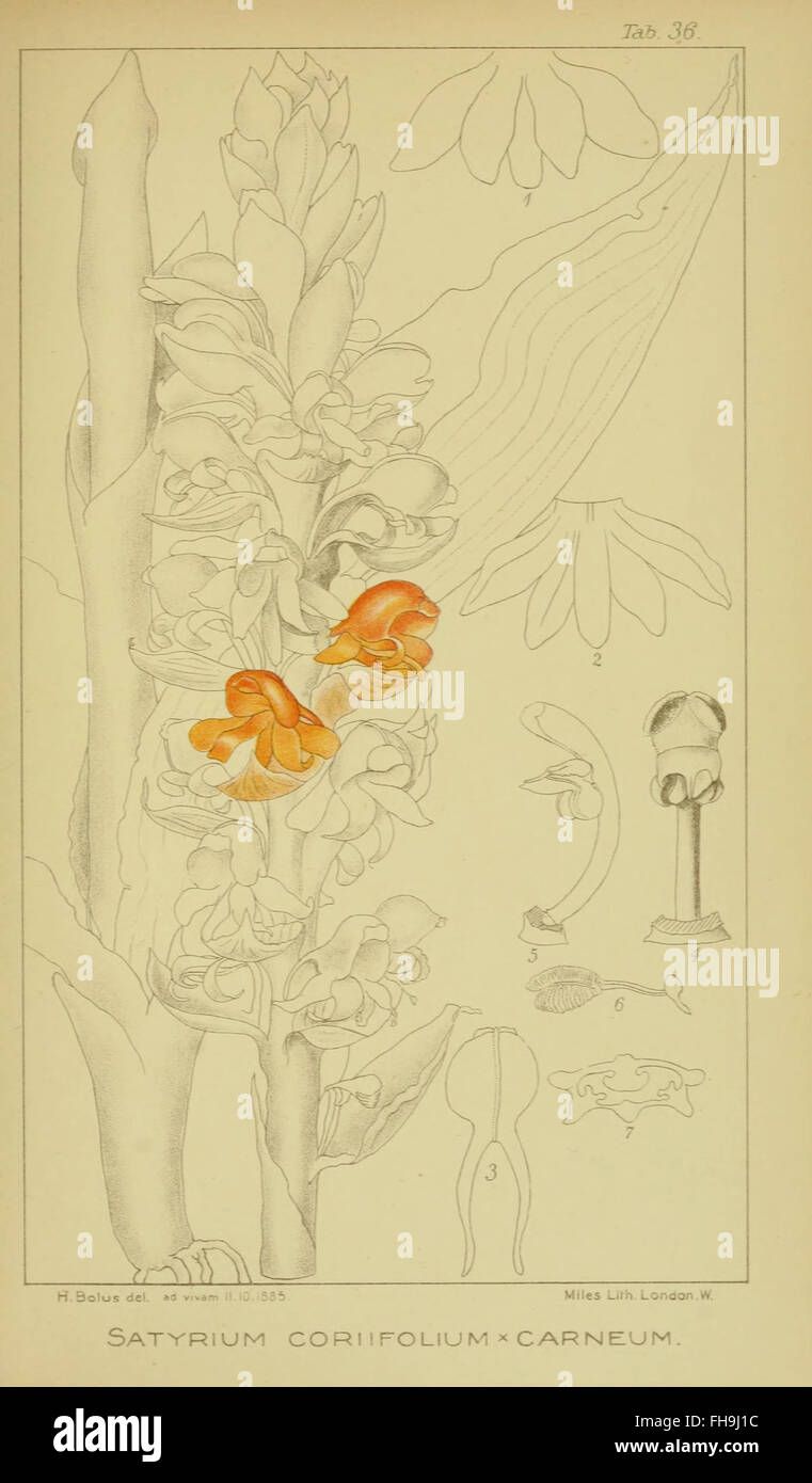 A detailed exploration of South African orchids, showcasing rare ...