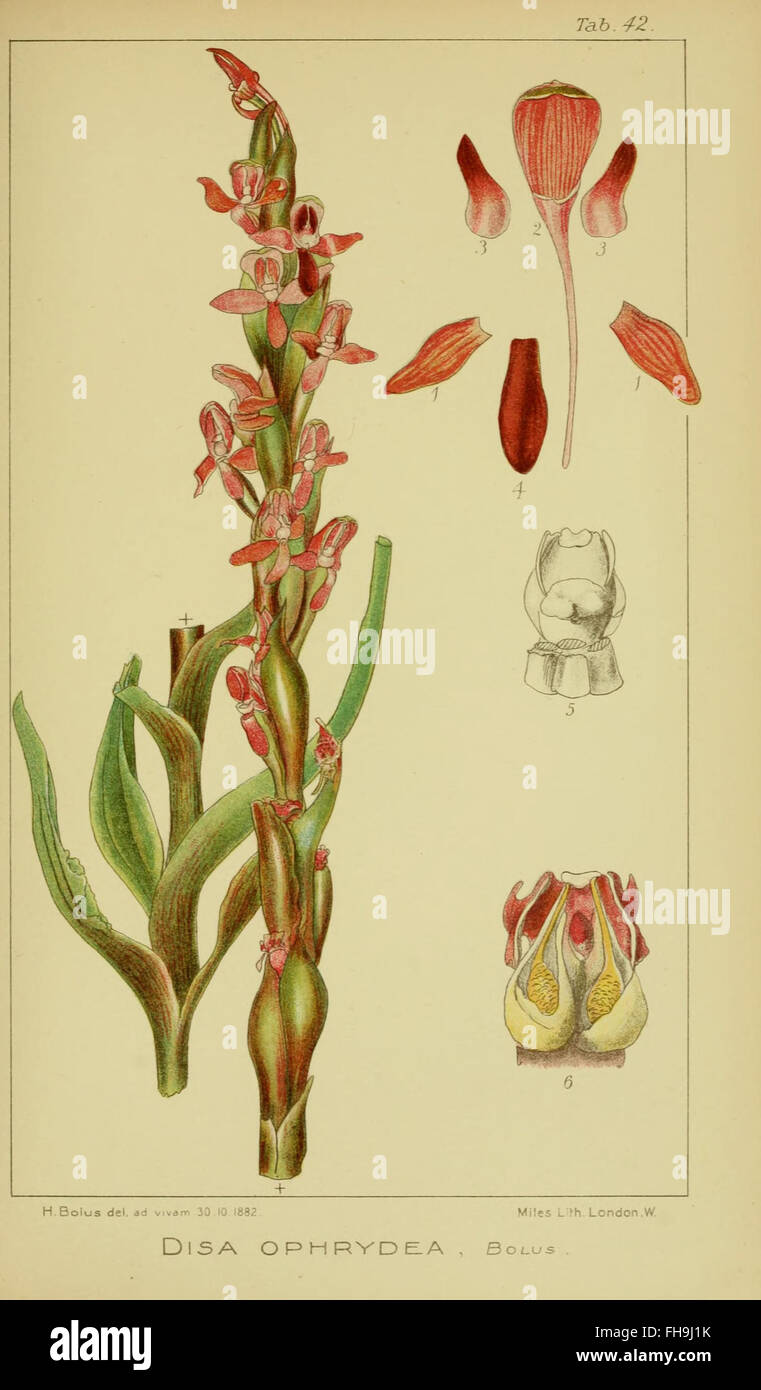 Harry Bolus - Orchids of South Africa - volume III pla Stock Photo