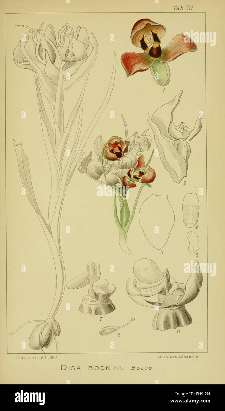Volume III of 'Orchids of South Africa' by Harry Bolus, focusing on the ...