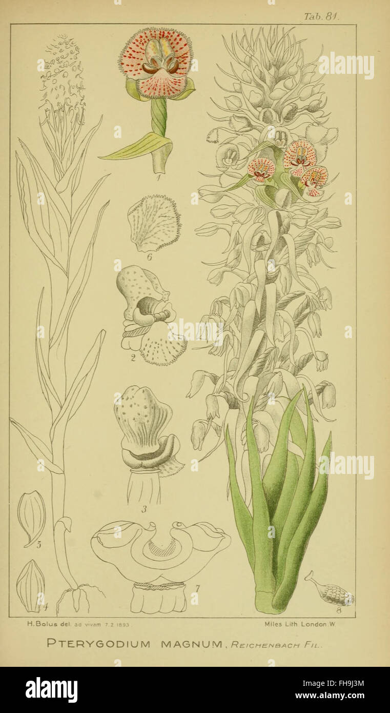 The third volume of *Orchids of South Africa* by Harry Bolus ...