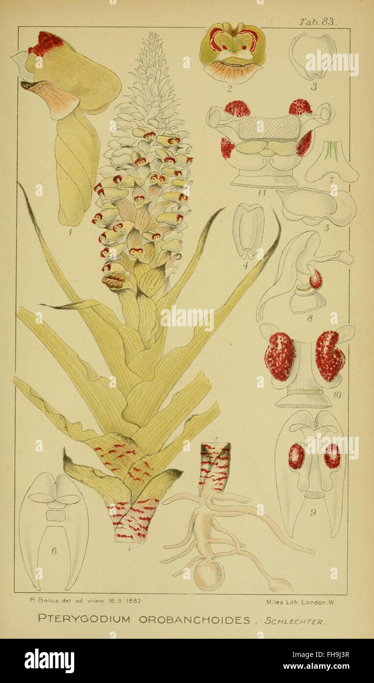 Harry Bolus Orchids of South Africa volume III pla Stock Photo Alamy