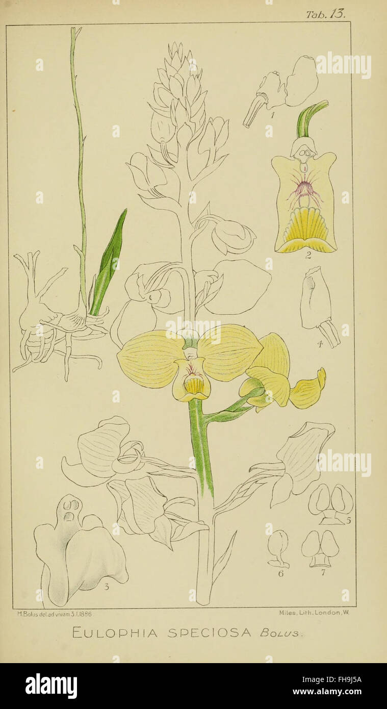 Harry Bolus - Orchids of South Africa - volume II pla Stock Photo