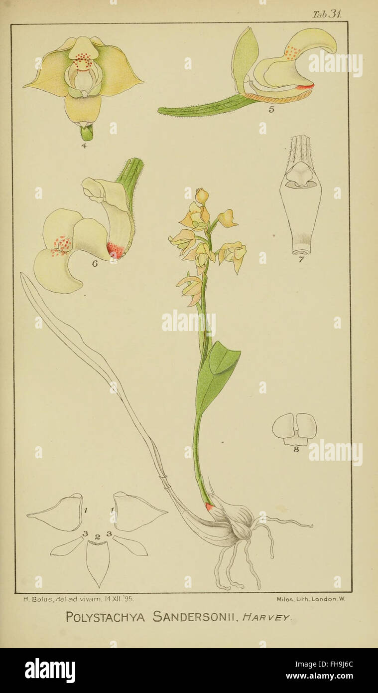 A detailed exploration of South African orchids, featuring ...
