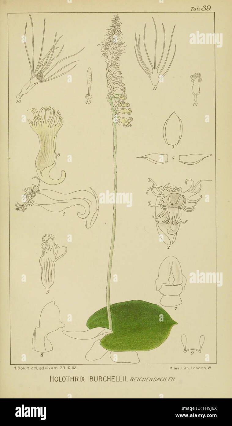 ‘Orchids of South Africa’ by Harry Bolus is a detailed study of South ...