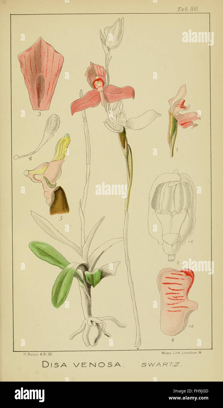 A comprehensive guide to the orchids of South Africa, featuring ...