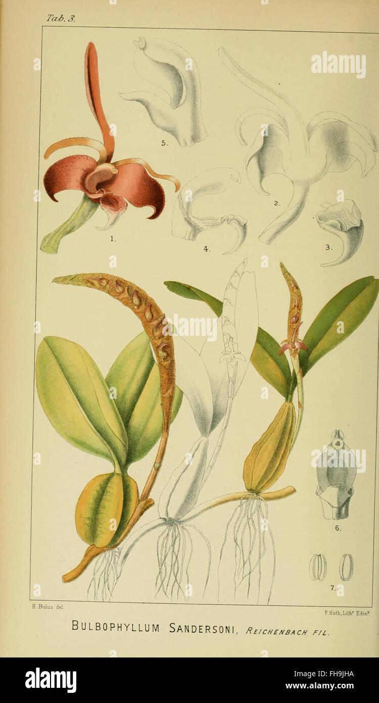 Harry Bolus - Orchids of South Africa - volume I pla Stock Photo