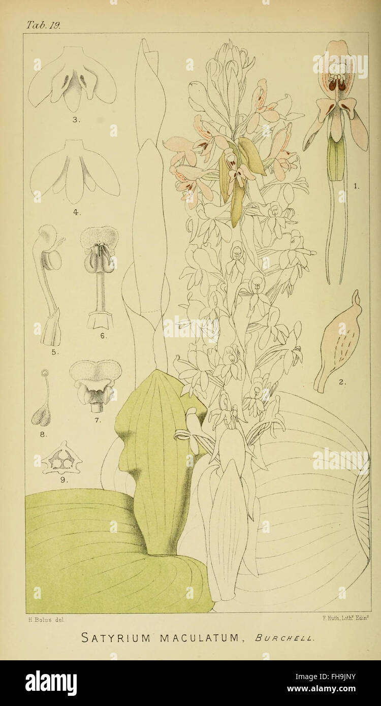 A visual and descriptive catalog of South African orchids by Harry ...