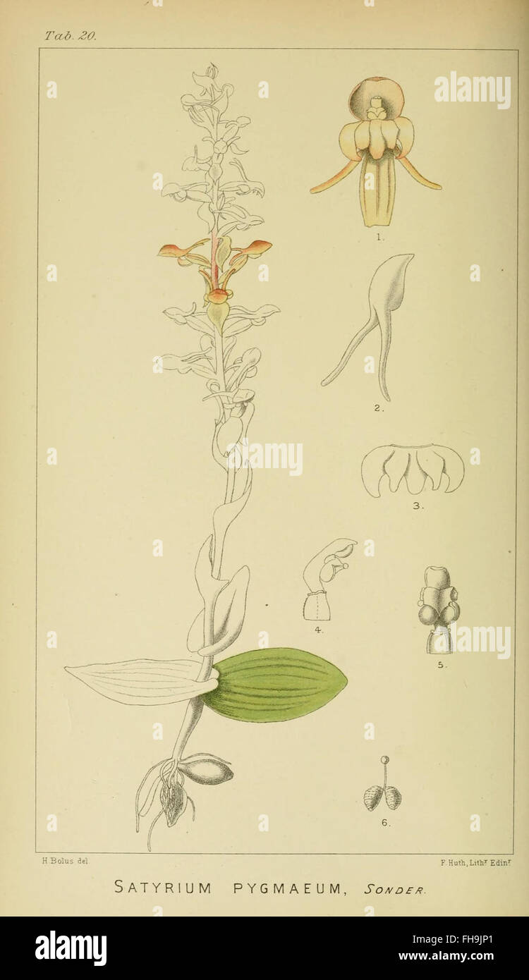 A comprehensive botanical study on South African orchids, featuring ...