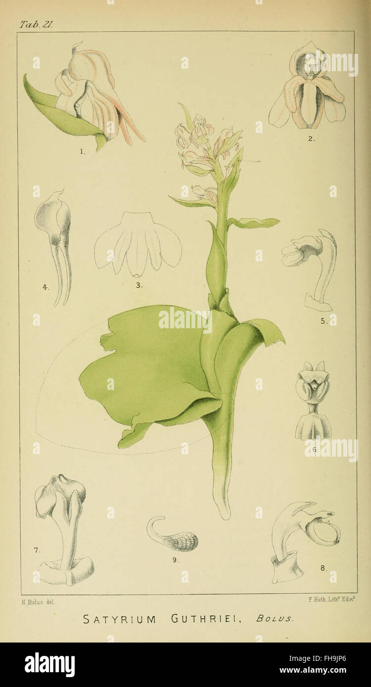 Harry Bolus - Orchids of South Africa - volume I pla Stock Photo