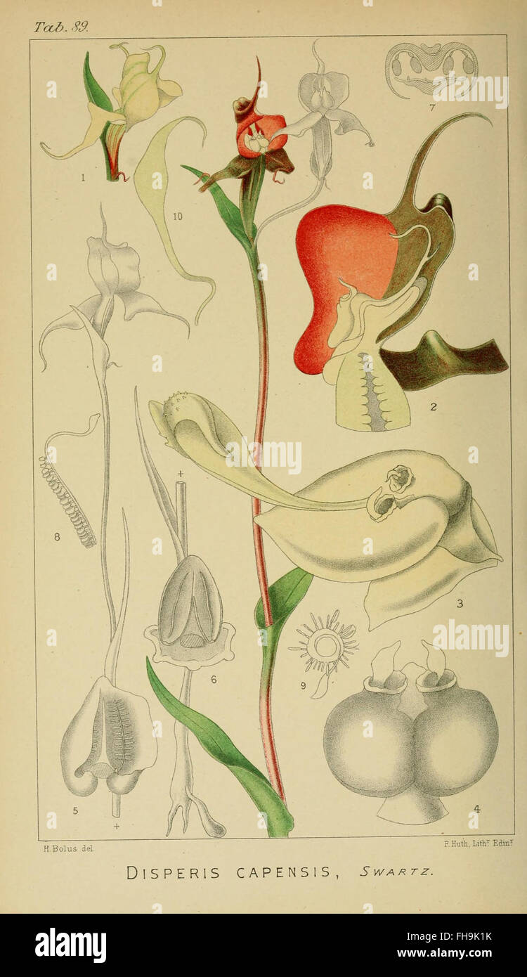 A comprehensive study of South African orchids, featuring detailed ...