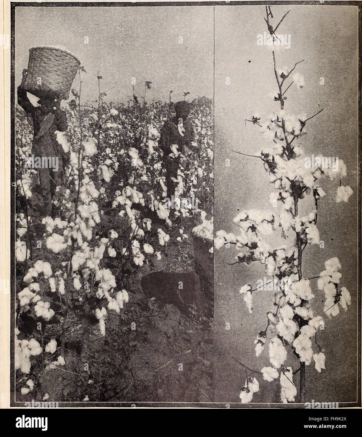 Spring 1912 A spring 1912 catalog from Hastings' Seeds, detailing a wide variety of ...