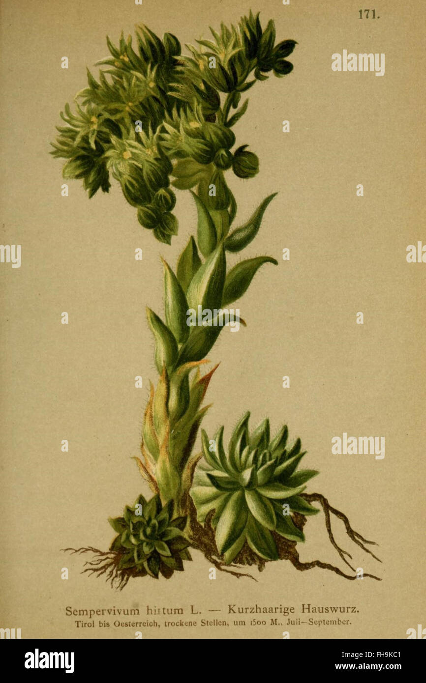 Atlas der Alpenflora Stock Photo
