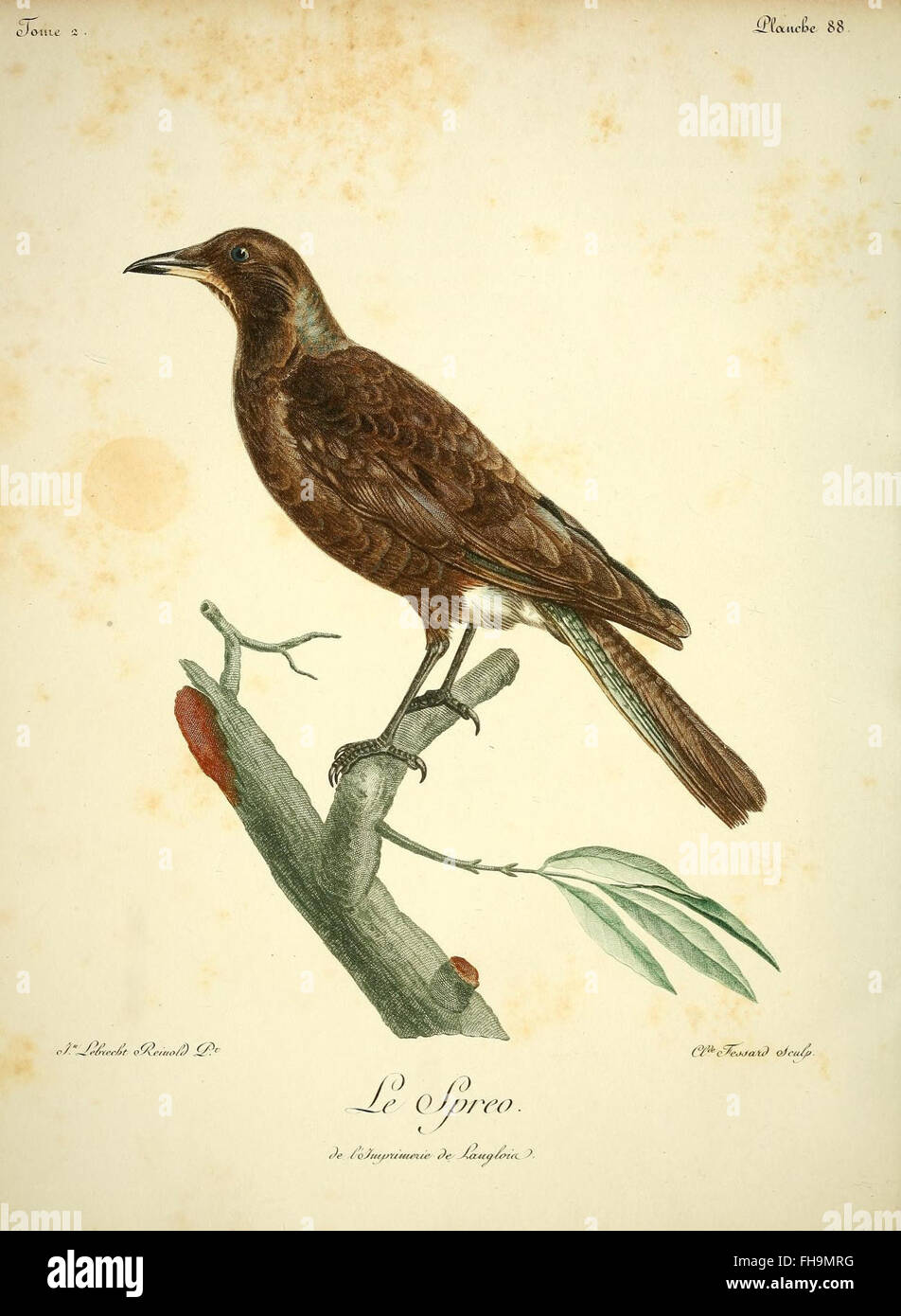 Natural History of African Birds, Smithsonian Libraries Stock Photo - Alamy