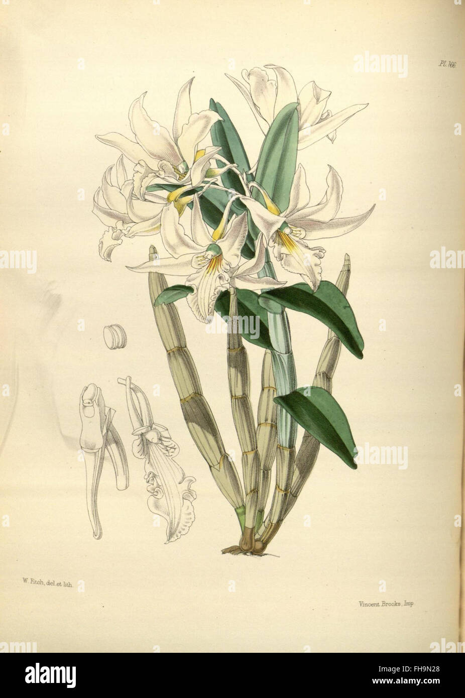 A detailed catalog of orchid species from the Missouri Botanical Garden